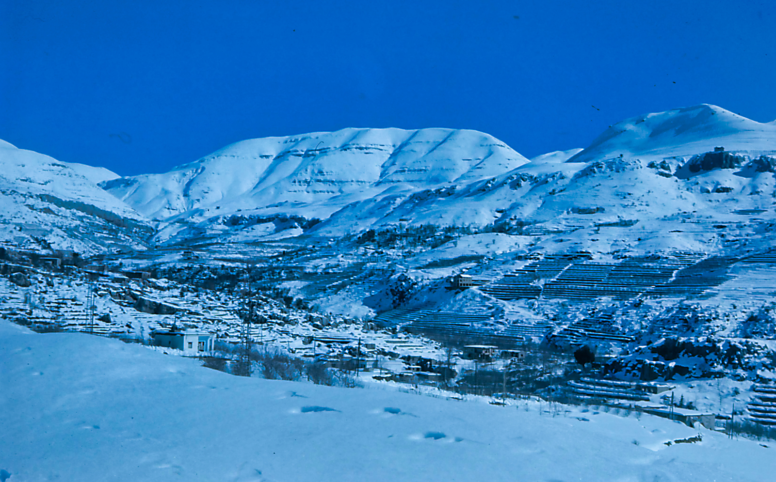 Faraya